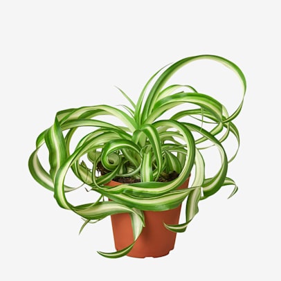 Curly Bonnie Spider Plant