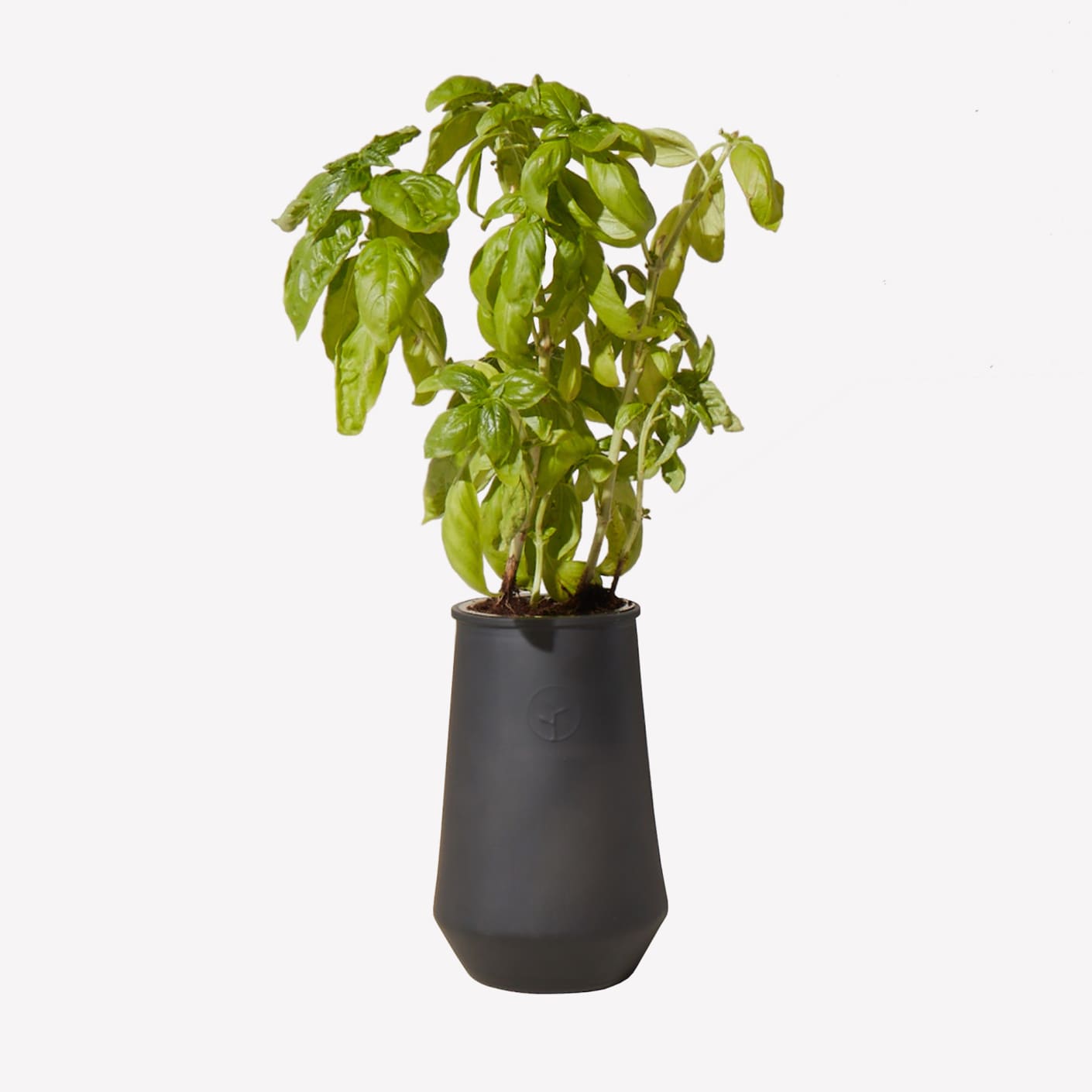 Modern Sprout Black Hydroponic Grow Kit Basil Bespoke Post