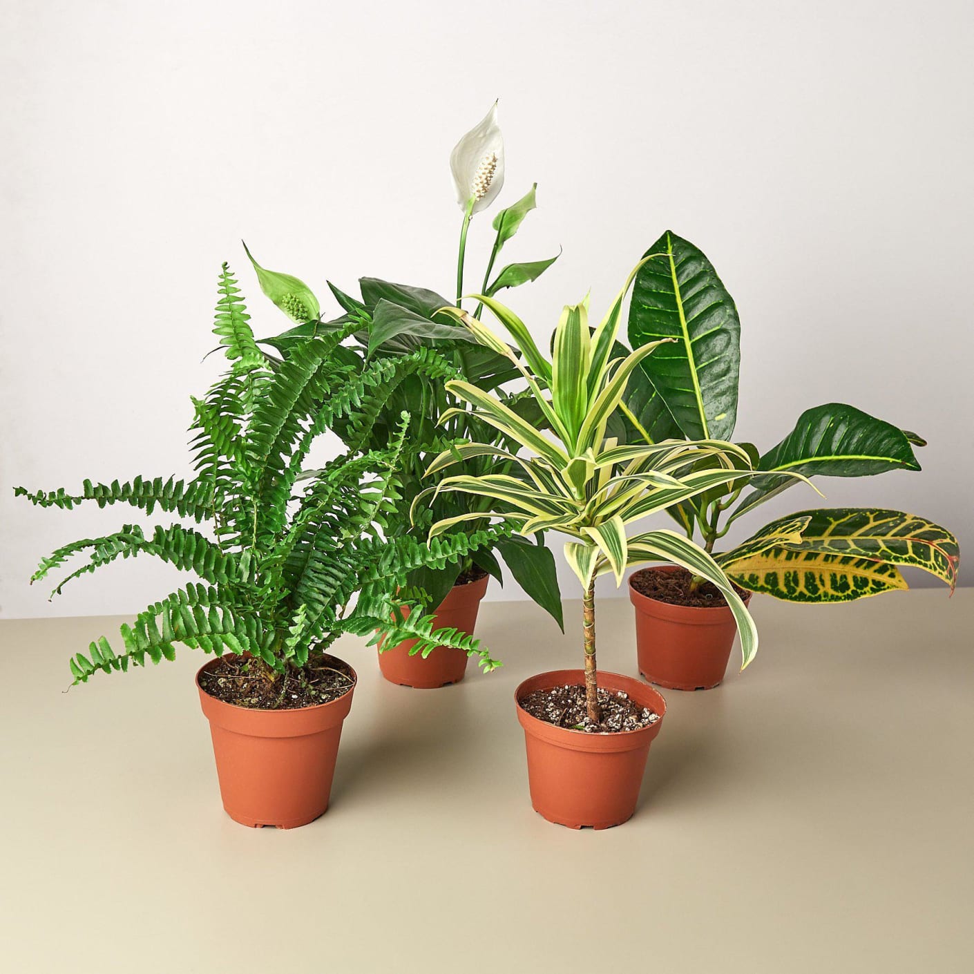 The House Plant Shop Air Purifying Houseplant Bundle Bespoke Post