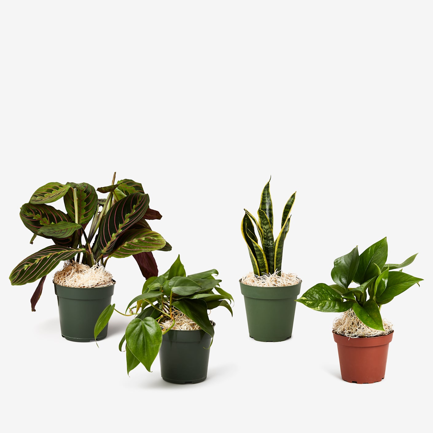 The House Plant Shop Low Light Houseplant Bundle Bespoke Post