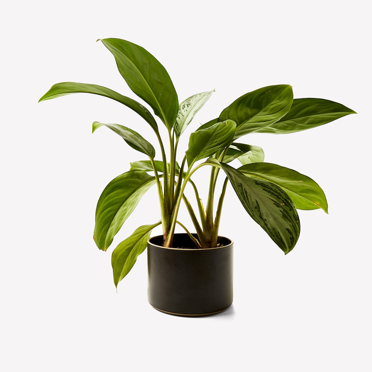 Hasami Black Porcelain Planter  Large | Bespoke Post